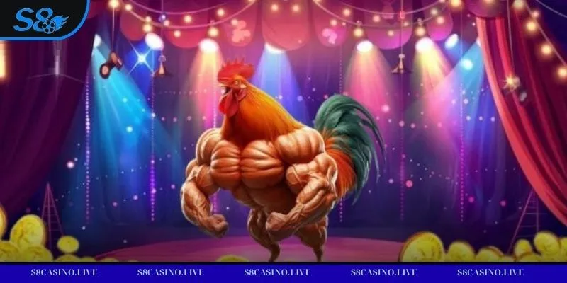 Chiến kê được chăm sóc kỹ lưỡng trước giờ thi đấu