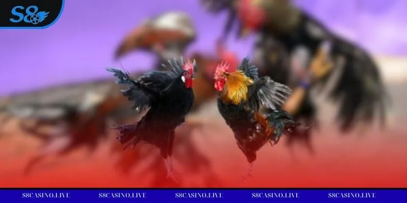 Đá gà cựa sắt hấp dẫn nhờ sự đối kháng trực diện giữa hai chiến kê