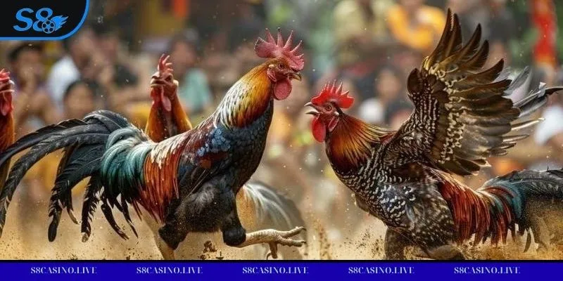 Đá gà cựa sắt trở nên phổ biến nhờ tạo ra trận đấu quyết liệt